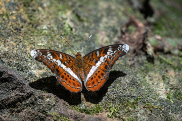 Beautiful butterflies. Come eat minerals. Beautiful pattern on butterfly wings.