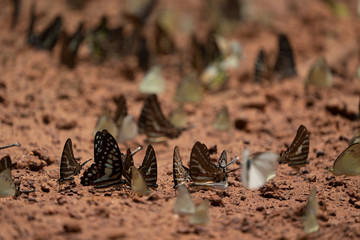 Beautiful butterflies. Come eat minerals