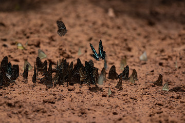 Beautiful butterflies. Come eat minerals