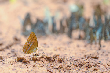 Beautiful butterflies. Come eat minerals. Beautiful pattern on butterfly wings.