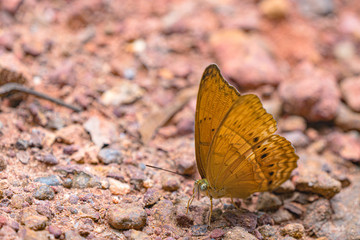 Beautiful butterflies. Come eat minerals