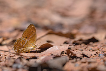 Beautiful butterflies. Come eat minerals