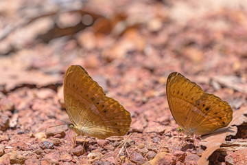 Beautiful butterflies. Come eat minerals