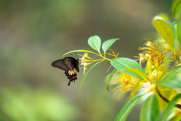 Butterflies come down to eat minerals in the morning