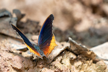 Beautiful butterflies. Come eat minerals.