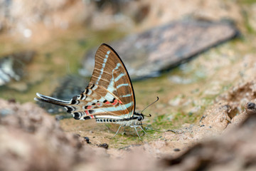 Obraz na płótnie Canvas Beautiful butterflies. Come eat minerals. Beautiful pattern on butterfly wings.