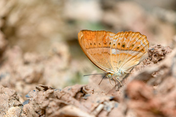 Beautiful butterflies. Come eat minerals. Beautiful pattern on butterfly wings.