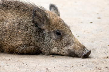 Wildschweine liegen entspannt und schläfrig auf dem Boden ihres Wildgeheges und dösen vor sich hin in der Mittagszeit