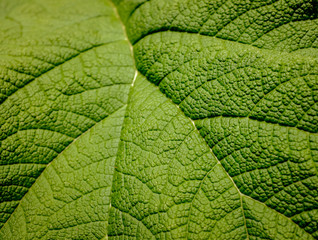 Texture of green leaf