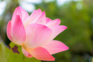 Obraz premium pink lotus blossom with blurry green space background