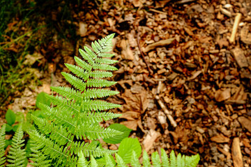 Fern against woodland floor