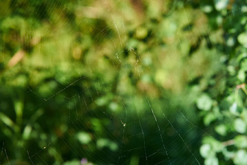 Thin spider web on green background, creative background
