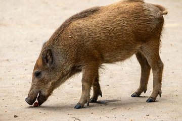 Frischling oder junges Wildschwein frisst in seinem Wildgehege Möhren als Futter von Besuchern und...