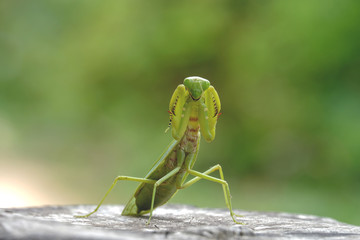 grasshopper, mantis in Defensive Stance on tree stump.