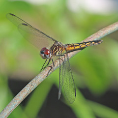 Dragonfly Perched on Metal Rod