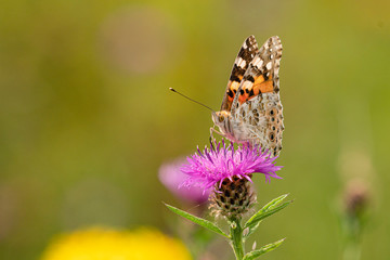 Close up of a beautiful Painted Lady butterfly, Veronica Cardui, perched on a purple thistle head flower