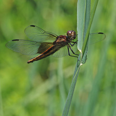 Dragonfly Perched in Meadow