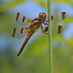 Dragonfly Perched in Meadow