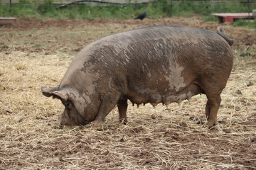 large sow in mud