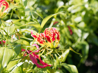 Gloriosa superba | Glorieuse | Lis de Malabar | Lis de flamme, Plante de massifs aux fleurs...