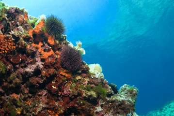 Fototapeta na wymiar Sea urchin and sponges in blue sea, Mediterranean. Clear water. View of surface water. Balearic islands.