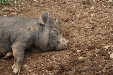 piglet sleeping on mud 