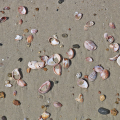 Shells on Sandy Beach