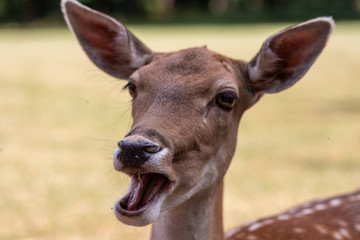 Portrait eines zahmen Rehs mit lustigem Gesichtsausdruck, Schlappohren und offenem Maul - Auge in...