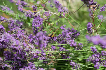 Bumble Bees on Garden Lavender 