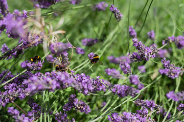 Bumble Bees on Garden Lavender 