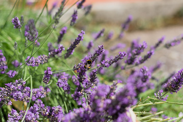 Bumble Bees on Garden Lavender 