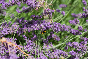 Bumble Bees on Garden Lavender 