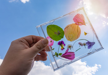 Colourful pressed summer flower petals in CD case