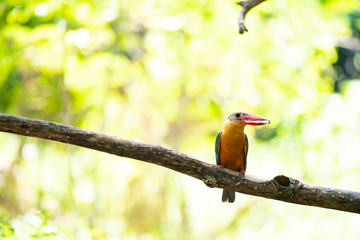 bird on a branch