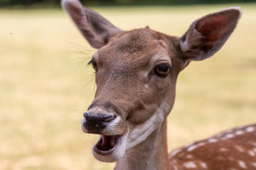 Portrait eines zahmen Rehs mit lustigem Gesichtsausdruck, Schlappohren und offenem Maul - Auge in Auge