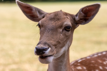 Portrait eines zahmen Rehs mit lustigem Gesichtsausdruck, Schlappohren und offenem Maul - Auge in Auge