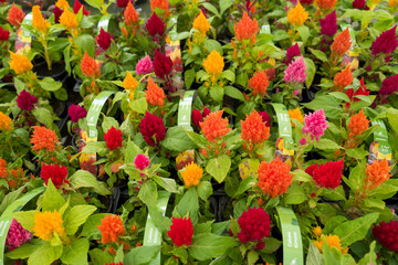 garden centre with plants and flowers for the garden