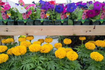 garden centre with plants and flowers for the garden