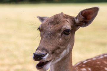 Portrait eines zahmen Rehs mit lustigem Gesichtsausdruck, Schlappohren und offenem Maul - Auge in Auge