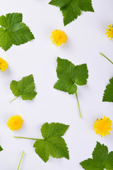  Green leaves and yellow flowers on white background