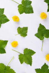  Green leaves and yellow flowers on white background