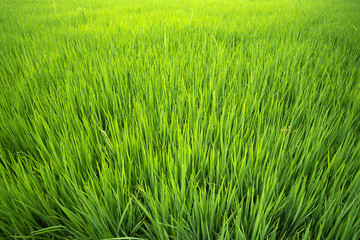 Top view of golden rice fields, rice fields with golden rice paddy fields, rice fields in Thailand