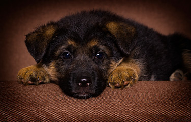 German shepherd puppy looking indoors