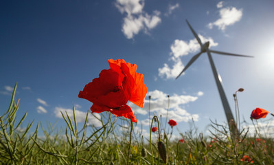 Wind turbine in the poppy field against a blue sky in bright sunshine