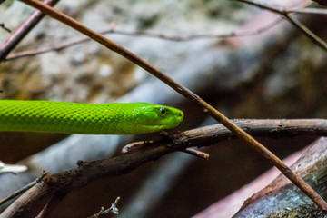 an eastern green mamba enjoying its branch terrarium