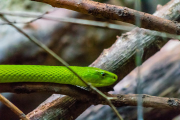 an eastern green mamba enjoying its branch terrarium