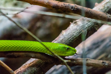 an eastern green mamba enjoying its branch terrarium