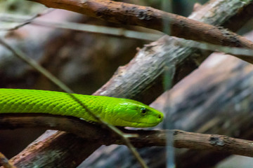 an eastern green mamba enjoying its branch terrarium