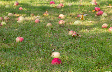 ripe apples on the grass in the garden