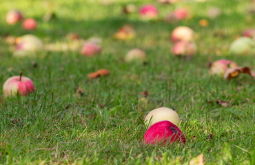 ripe apples on the grass in the garden